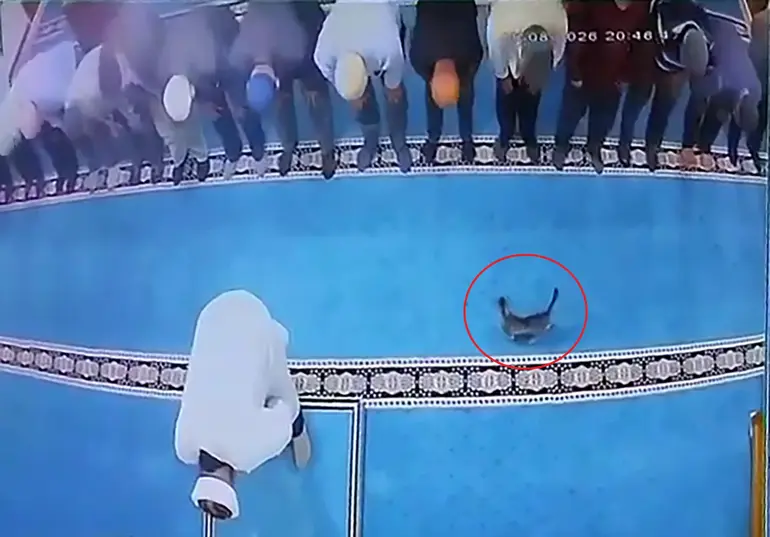 İnsan Görünümlü Muaviye-Yezid Diniyle Afyonlanmış Dördüncü Tür Yaratıklar, Patili Dostlarımıza Zulmetmekte Sınır Tanımıyorlar!